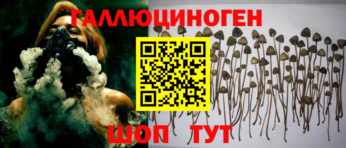Псилоцибиновые грибы Cubensis Новошахтинск